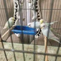 دو جفت مرغ عشق|پرنده|قم, باغ پنبه|دیوار