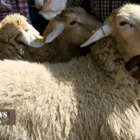 باهرکارتملی یه گوسفند تعاونی تنظیم بازار قلم ابی|حیوانات مزرعه|مشهد, کشاورز|دیوار