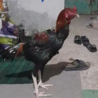 خروس لاری افغان|حیوانات مزرعه|اصفهان, زوان|دیوار