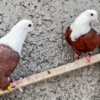 کله سفید مخمل کربلایی کلاغ کربلایی طوقی دمسفید|پرنده|فلاورجان, |دیوار