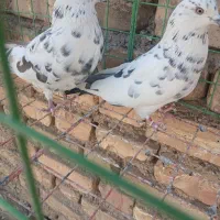 تهرانی|پرنده|اصفهان, سرچشمه|دیوار