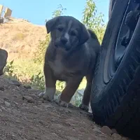 توله نر خراسانی|سگ|جوین, |دیوار