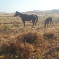 اسب  کورد