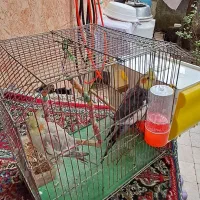 عروس هلندی نرو ماده سرحال با تمام وسایلاش