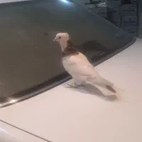 طوقی کرمانشاهی