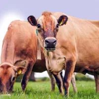 شیر جرسی برای بستنی-ماست-دوغ-لبنیات|خوردنی و آشامیدنی|تهران, چیتگر جنوبی|دیوار