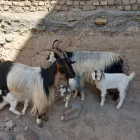 بز بزغاله دوقلو دوقلوزا