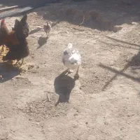 غاز محلی|حیوانات مزرعه|شراء, |دیوار