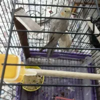 عروس هلندی ومرغ عشق|پرنده|ملارد, |دیوار