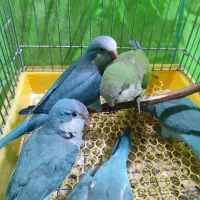 راهب گرینچیک