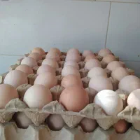 تخم مرغ|خوردنی و آشامیدنی|اصفهان, باغ زرشک|دیوار