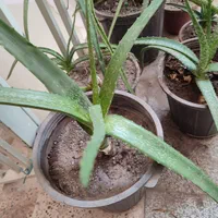 آلوئه ورا خوراکی