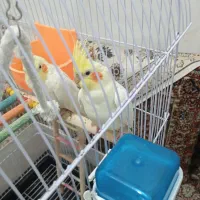 عروس هلندی|پرنده|مشهد, محمدآباد|دیوار