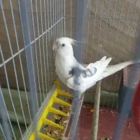 عروس هلندی دوکت پروانه ای