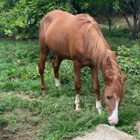 اسب نژاد دار|اسب و تجهیزات اسب‌سواری|ساری, |دیوار