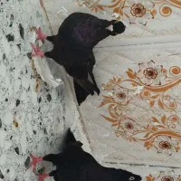 جفت زاغ آبادانی شادگان|پرنده|اهواز, آریاشهر|دیوار