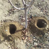 . تیلر. سم پاشی .|خدمات باغبانی و درختکاری|سنندج, |دیوار