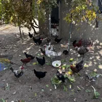 مرغ و خروس و بوقلمون محلی|حیوانات مزرعه|کرمانشاه, |دیوار