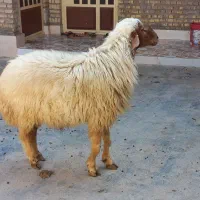 قوچ