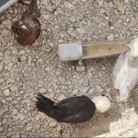 مرغ و خروس گلین و لهستانی