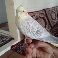 عروس هلندی ماده|پرنده|بوئین زهرا, |دیوار