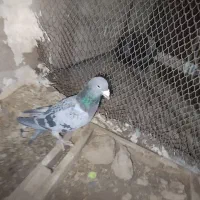 تبعیدی|پرنده|نیشابور, دهنو|دیوار