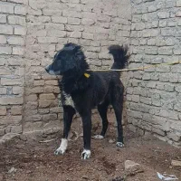 سگ قدرجونی|سگ|قزوین, |دیوار