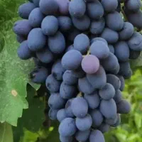 انگور
