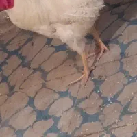 جوجه لاری و محلی