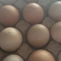 تخم مرغ محلی|حیوانات مزرعه|شیروان (خراسان), |دیوار