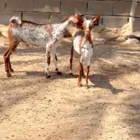 حیوون اصل