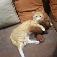 واگذاری گربه