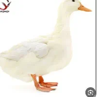 دو عدد اردک ۸ماهه