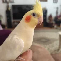 یک جفت عروس هلندی با لوازم