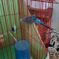 مرغ عشق|پرنده|مشکیندشت, |دیوار