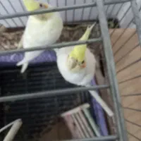 یک جفت عروس هلندی