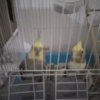 عروس هلندی جفت
