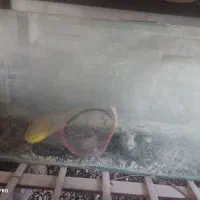 شیشه اکواریوم بزرگ با وسایل