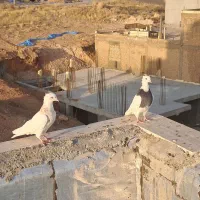یک جفت طوقی|پرنده|شیراز, ارم|دیوار