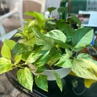 شاگرد  برای گلخانه