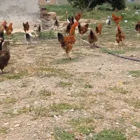 نیمچه خروس