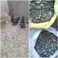 فروش کبوتر و کود کبوتر