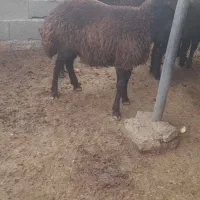 بره نر و ماده شیر مست|حیوانات مزرعه|آق قلا, |دیوار