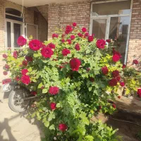 زمین-مسکونی