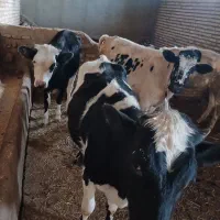 ۴ راس گوساله ماده