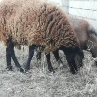 گوسفند‌ماده‌شیشک|حیوانات مزرعه|صوفیان, |دیوار