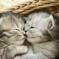 گربه های اصیل با ضمانت|گربه|تهران, سعادتآباد|دیوار