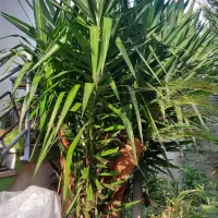 درخت یوکا باقدمت بیش از۳۰سال.غول پیکر.۳متری.سالم|گل و گیاه طبیعی|امیرکلا, |دیوار