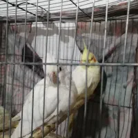 عروس هلندی1جفت تخم گذار با دو عدد جوجه