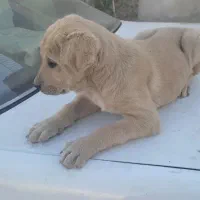 توله پژدر ماده